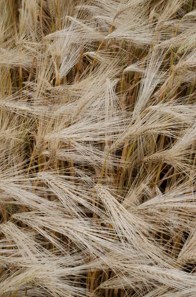 Veteplantan i fältet — Stockfoto