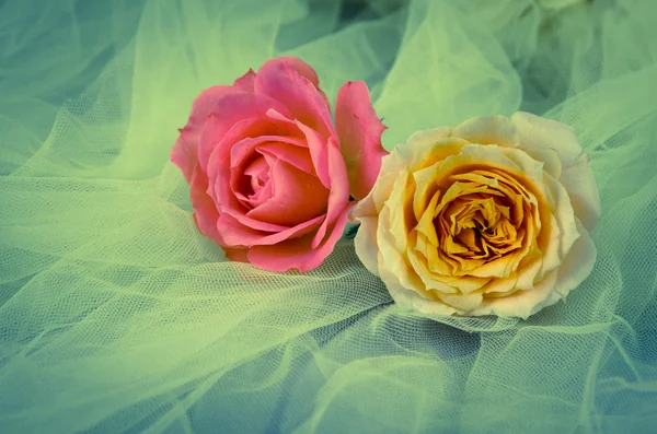 Rose filtered effect — Stock Photo, Image