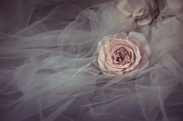 Rose filtered effect — Stock Photo, Image