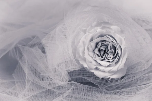 White rose — Stock Photo, Image