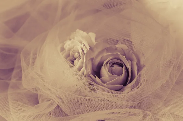 Roses filtered effect — Stock Photo, Image