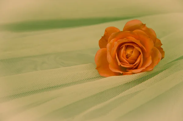 Rosa arancione — Foto Stock