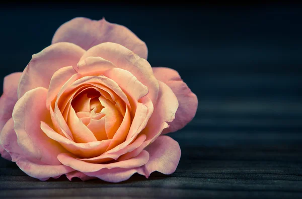 Rosa su sfondo di legno — Foto Stock