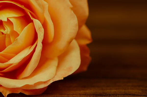 Orange rose macro — Stock Photo, Image