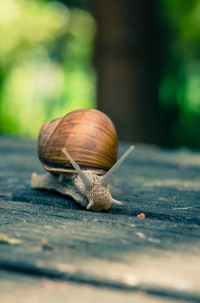 Slow brown snail — Stock Photo, Image