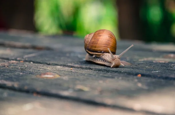 Slow brown snail — Stock Photo, Image