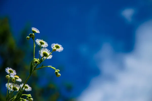 Bahar çiçekleri üzerinde mavi gökyüzü — Stok fotoğraf