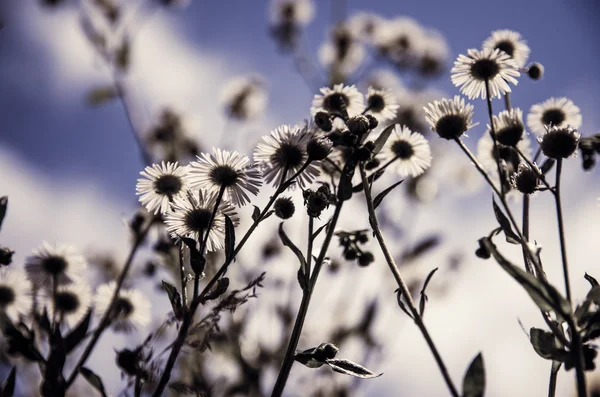 Květiny nad modrá obloha — Stock fotografie