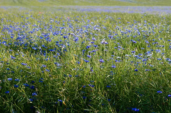 Blue corn-flower field — Stock Photo, Image