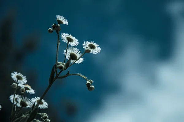 Lentebloemen over blauwe hemel — Stockfoto