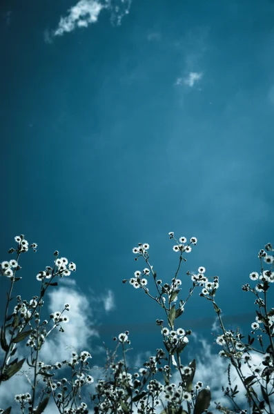 青い背景に白い花 — ストック写真