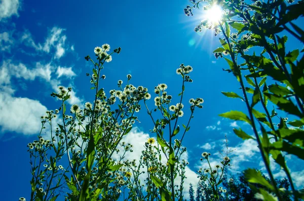 Spring flowers over blue sky — Stock Photo, Image