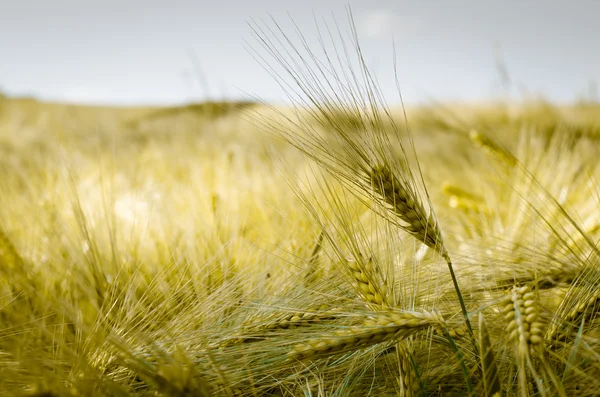 Detalle de campo de trigo primavera — Foto de Stock