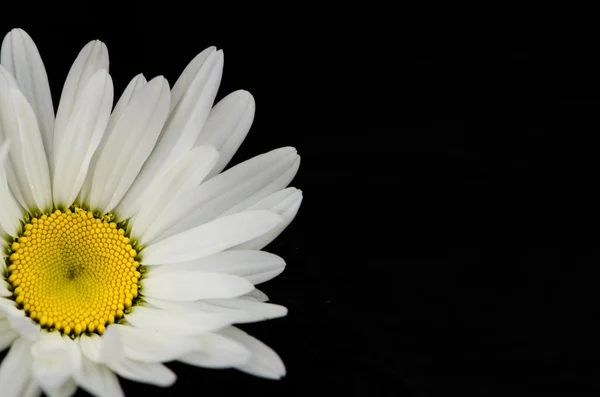 흰 거 버 꽃 — 스톡 사진