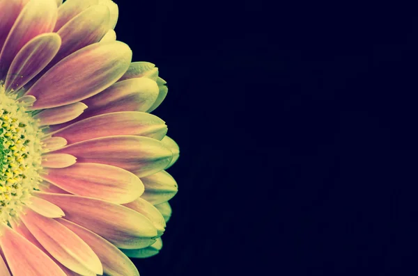 Květina růžová Gerbera — Stock fotografie