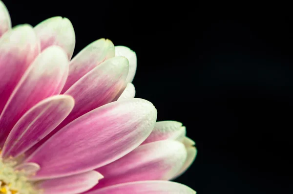 Pink gerber flower — Stock Photo, Image