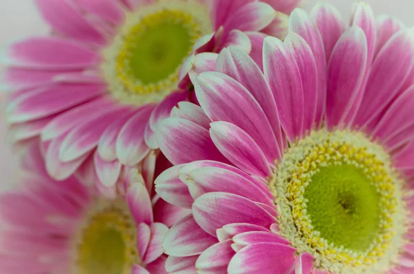 Gerber rózsaszín virág — Stock Fotó