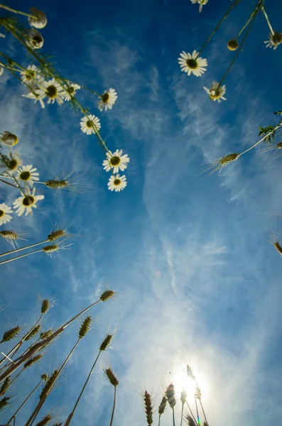 Chamomile and rye — Stock Photo, Image