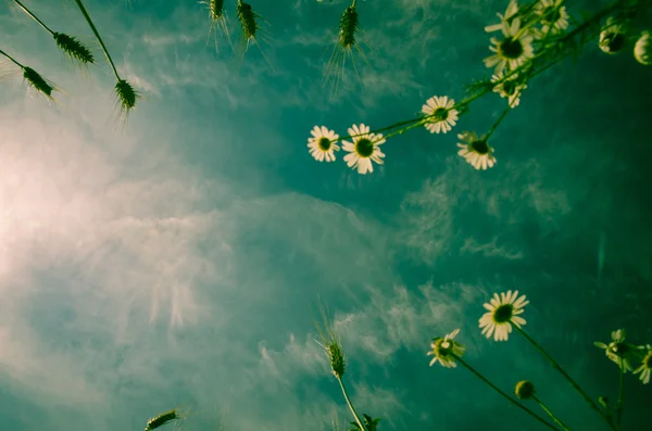 Chamomile and rye — Stock Photo, Image