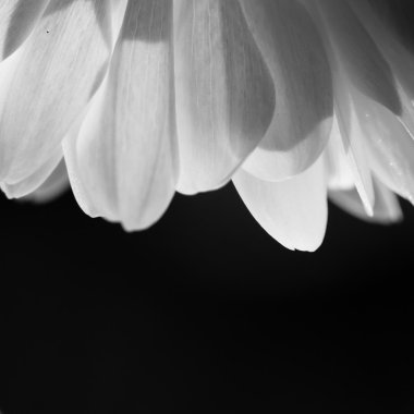 kasımpatı çiçeği cenaze kavramı