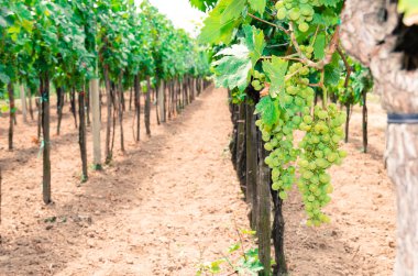 vineyard satırları