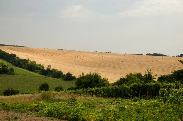 Скошенное ржаное поле — стоковое фото
