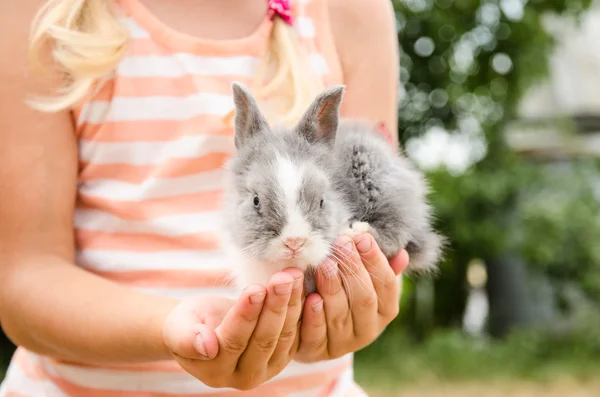 年轻的小兔子在手中 — 图库照片