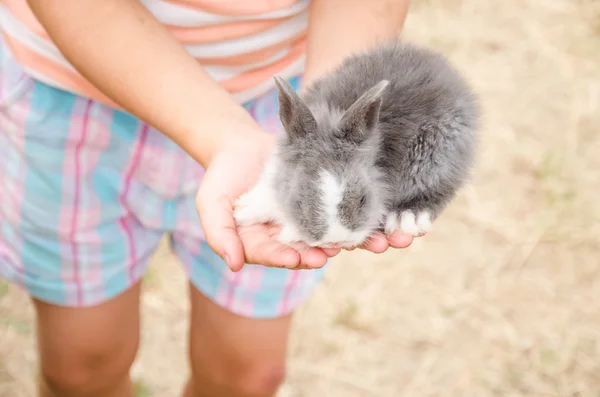 年轻的小兔子在手中 — 图库照片