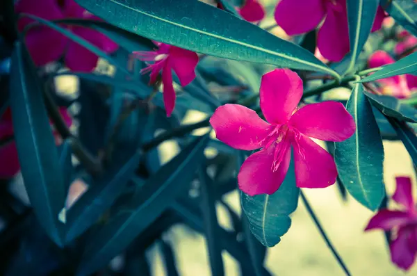 Oleander virág — Stock Fotó