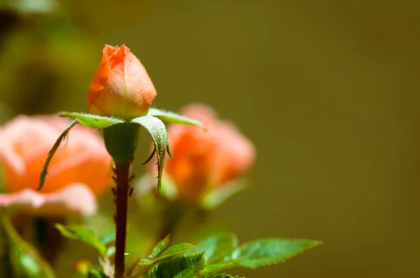 Rosas rosadas —  Fotos de Stock