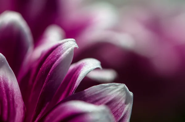 菊花的花瓣 — 图库照片