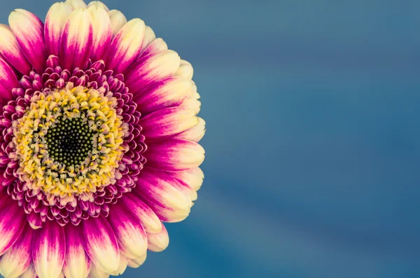 Pink gerber flower — Stock Photo, Image