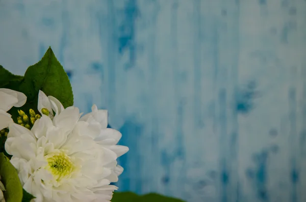 White chrysanthemum flower — Stock Photo, Image