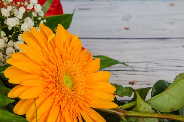 Oranje chrysant bloem — Stockfoto