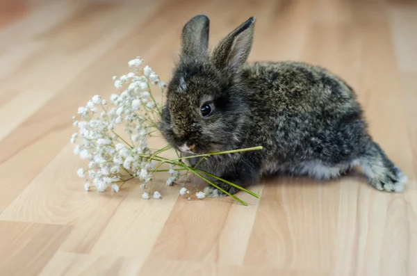 Schattige kleine konijn — Stockfoto