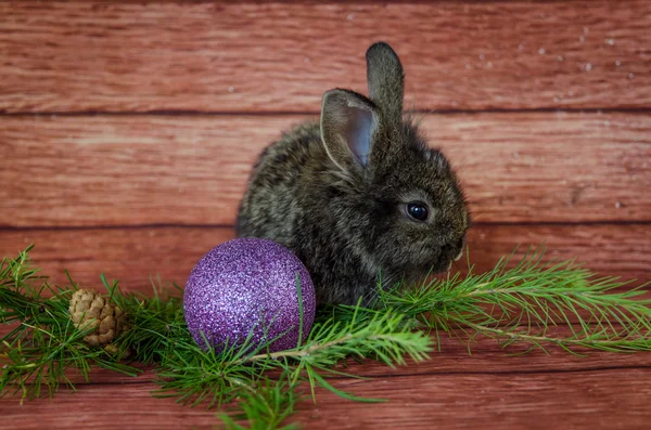 Kerstmis konijn — Stockfoto