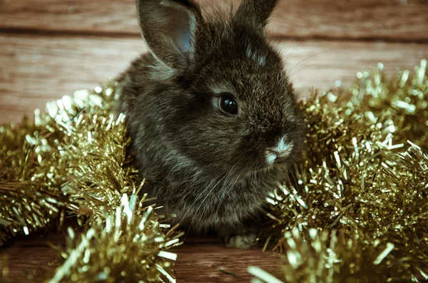 Leuke kerst konijn — Stockfoto