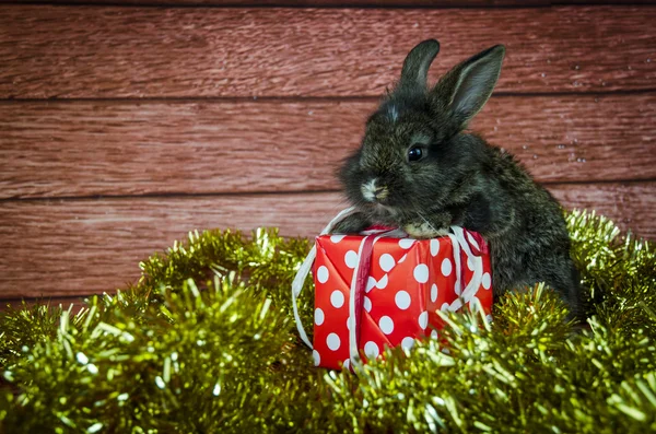 Konijn en kerstcadeau — Stockfoto