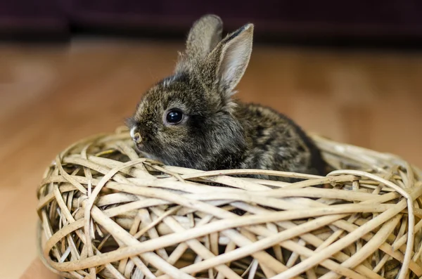 Schattige kleine konijn — Stockfoto