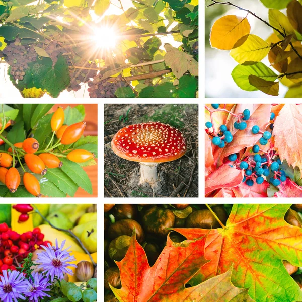 Autumn symbols — Stock Photo, Image