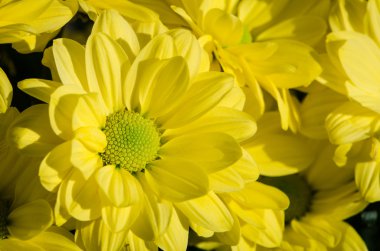 sarı kasımpatı çiçeği