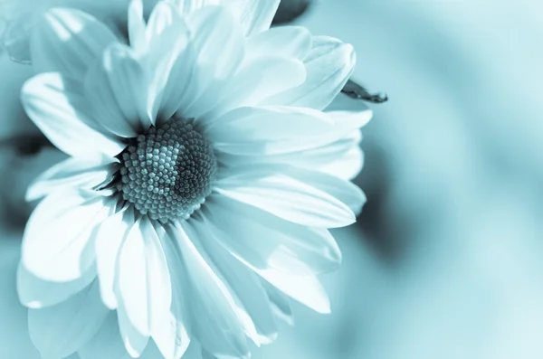 Flor de crisântemo — Fotografia de Stock