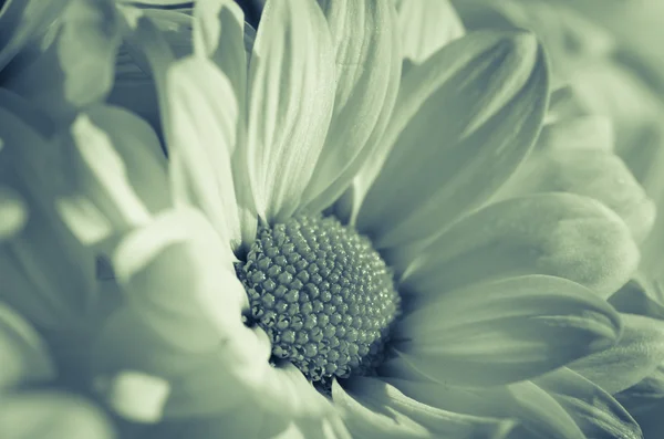 Flor de crisântemo — Fotografia de Stock