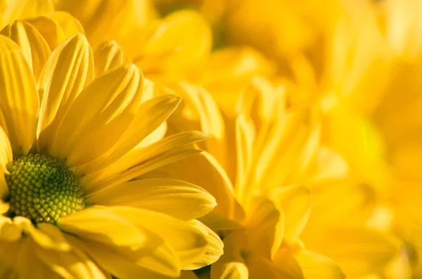 Yellow chrysanthemum flower — Stock Photo, Image