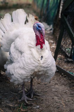 hayatta Türkiye hayvan