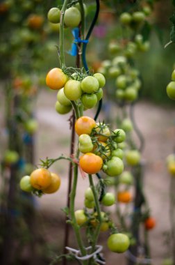 Papatya yeşil çimen çiçek