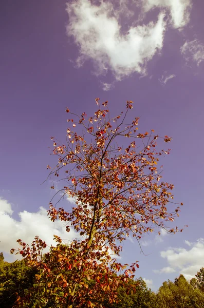 Árbol de otoño — Foto de Stock