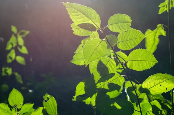 Green leaves — Stock Photo, Image