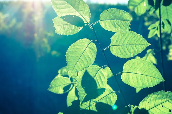 Green leaves — Stock Photo, Image