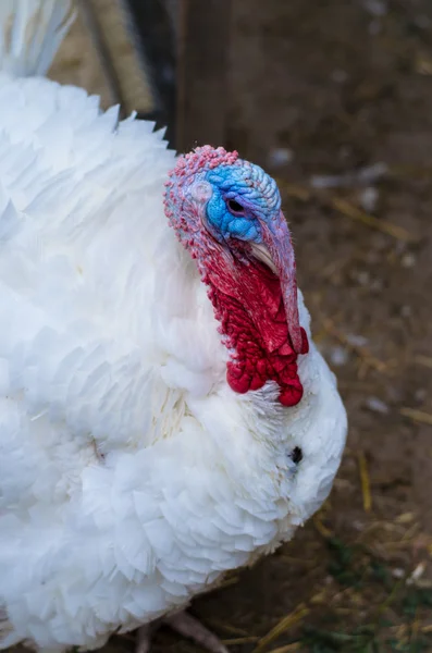 Pavo blanco animal — Foto de Stock